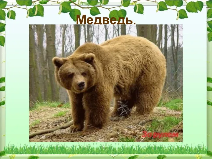 Медведь.