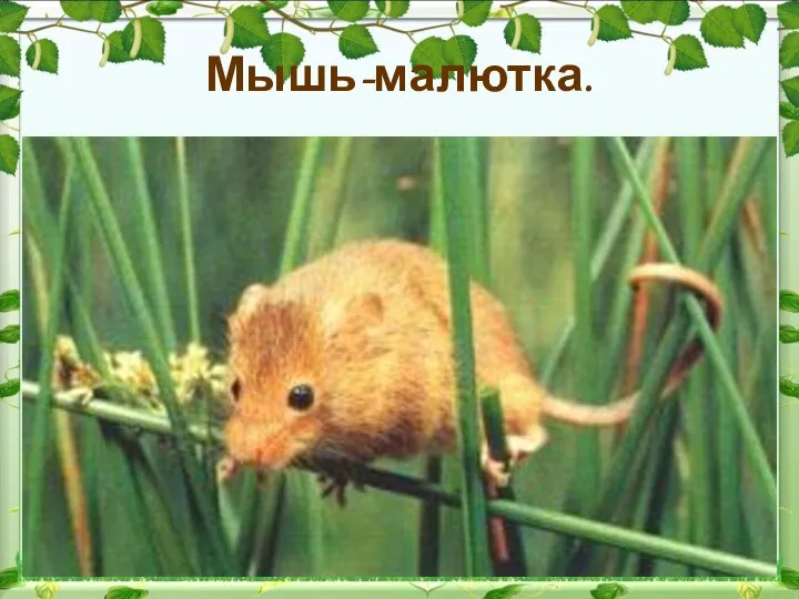Мышь-малютка.