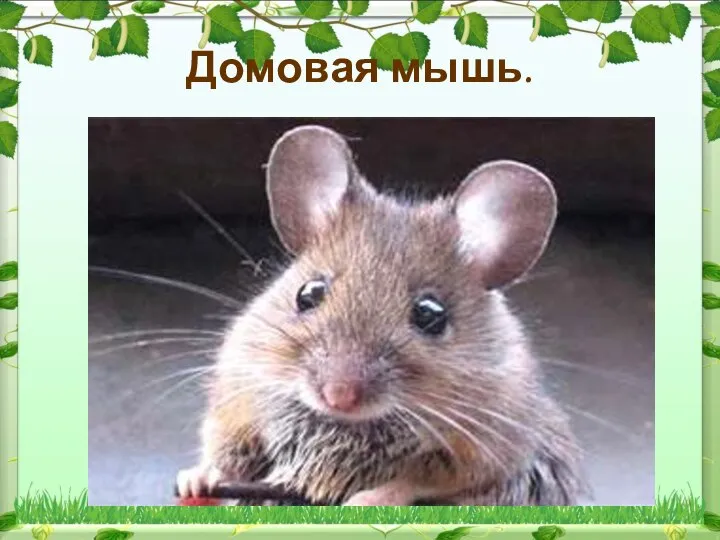 Домовая мышь.