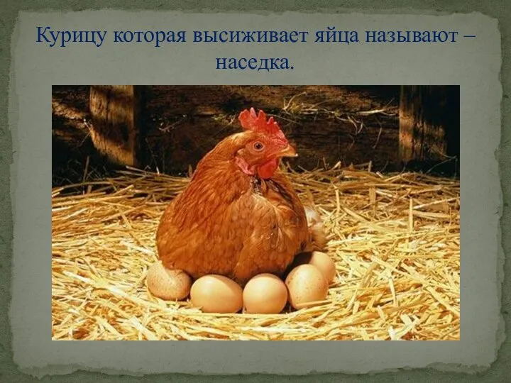 Курицу которая высиживает яйца называют – наседка.