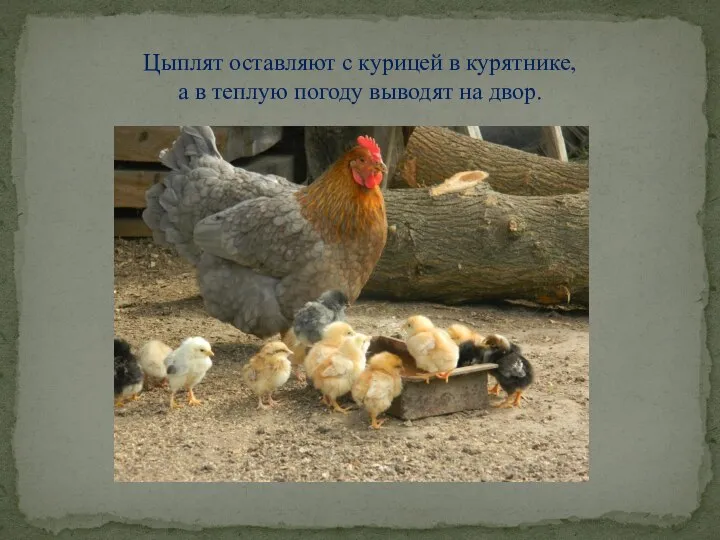Цыплят оставляют с курицей в курятнике, а в теплую погоду выводят на двор.
