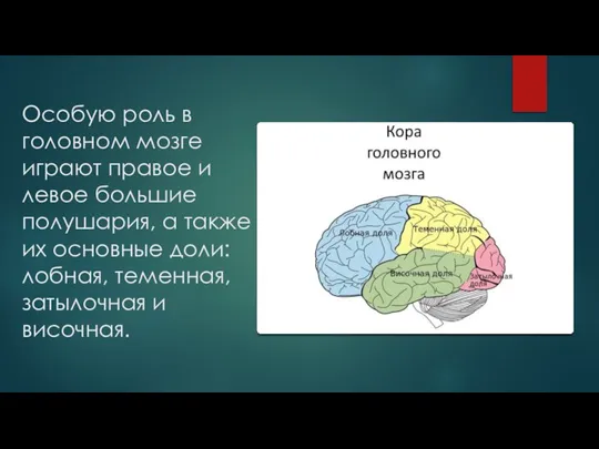 Особую роль в головном мозге играют правое и левое большие полушария, а