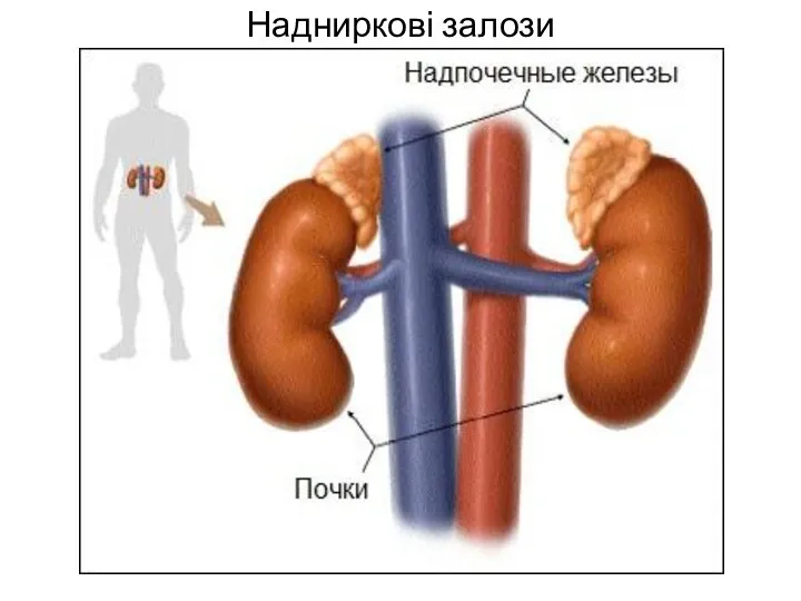 Надниркові залози