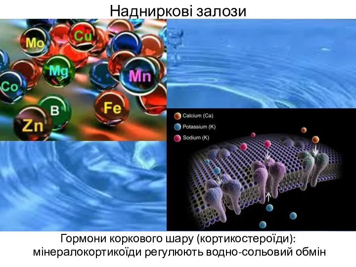 Надниркові залози Гормони коркового шару (кортикостероїди): мінералокортикоїди регулюють водно-сольовий обмін