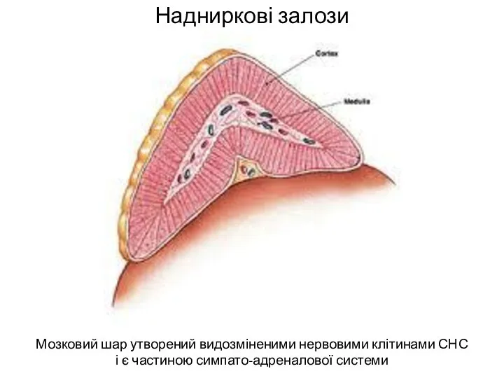 Надниркові залози Мозковий шар утворений видозміненими нервовими клітинами СНС і є частиною симпато-адреналової системи