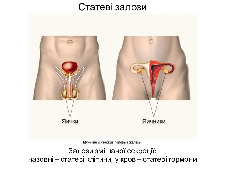Статеві залози Залози змішаної секреції: назовні – статеві клітини, у кров – статеві гормони