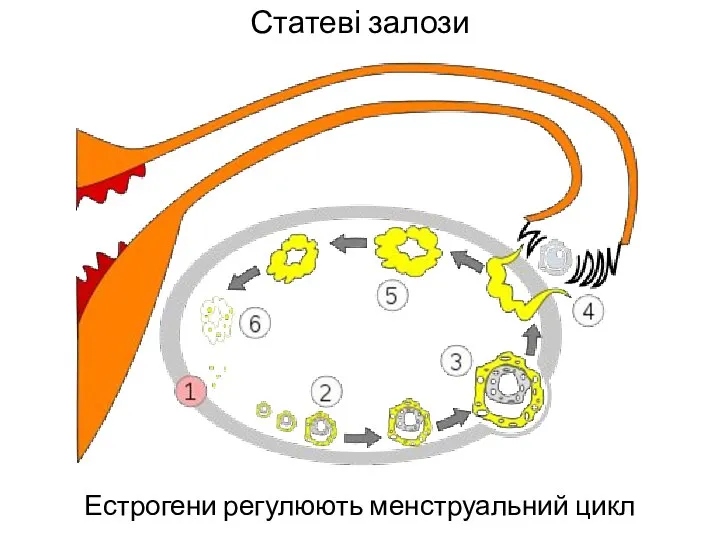 Статеві залози Естрогени регулюють менструальний цикл