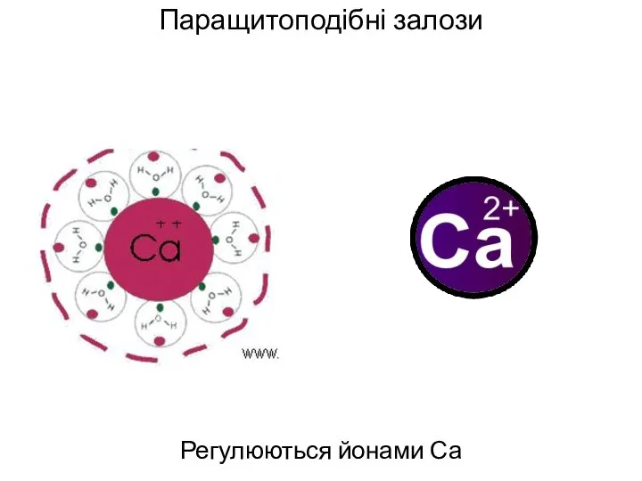 Паращитоподібні залози Регулюються йонами Са