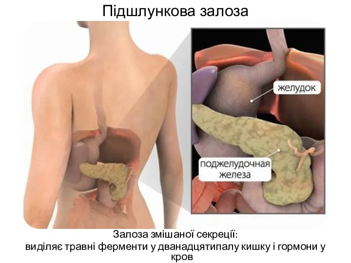 Підшлункова залоза Залоза змішаної секреції: виділяє травні ферменти у дванадцятипалу кишку і гормони у кров