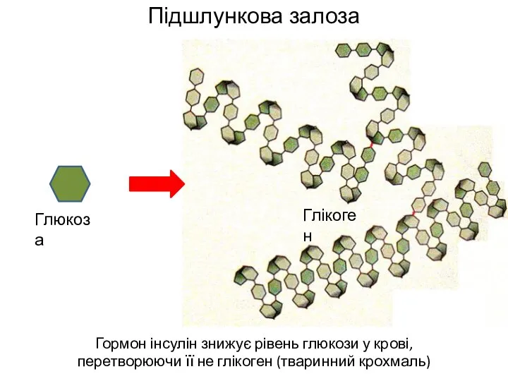 Підшлункова залоза Гормон інсулін знижує рівень глюкози у крові, перетворюючи її не