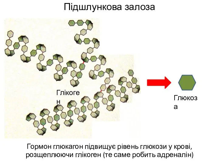 Підшлункова залоза Гормон глюкагон підвищує рівень глюкози у крові, розщеплюючи глікоген (те