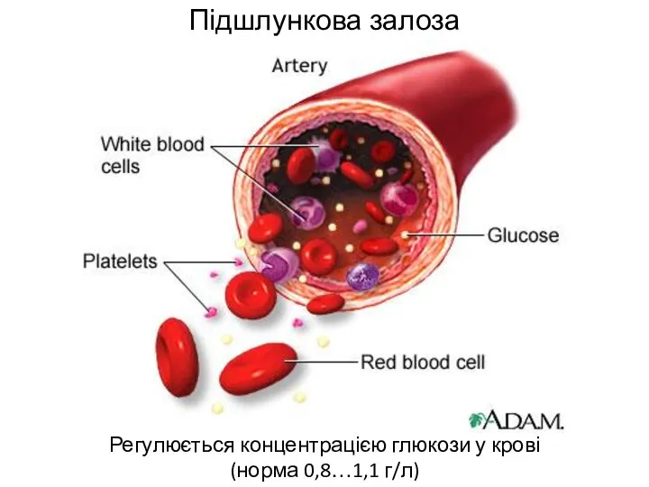 Підшлункова залоза Регулюється концентрацією глюкози у крові (норма 0,8…1,1 г/л)