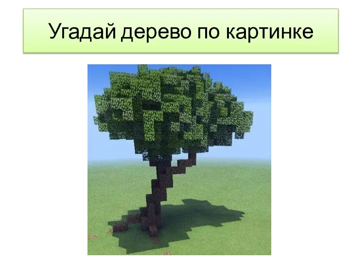 Угадай дерево по картинке