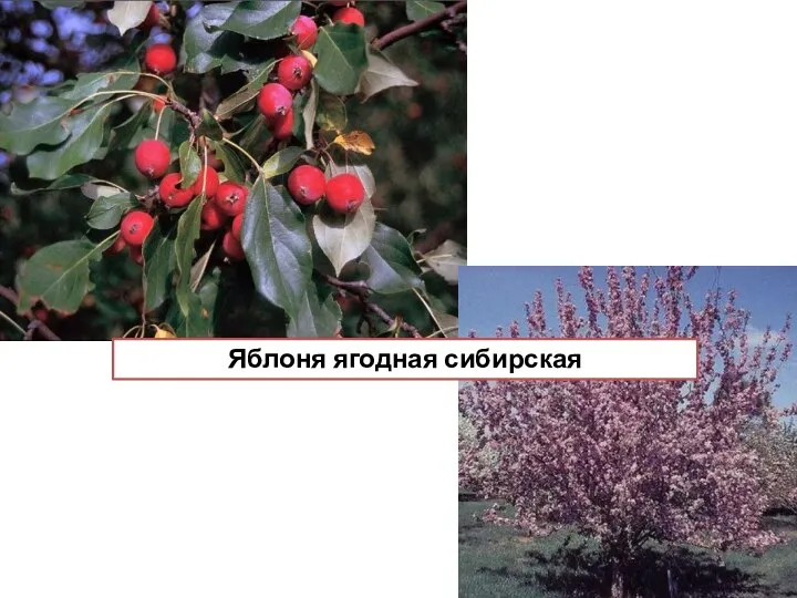 Яблоня ягодная сибирская