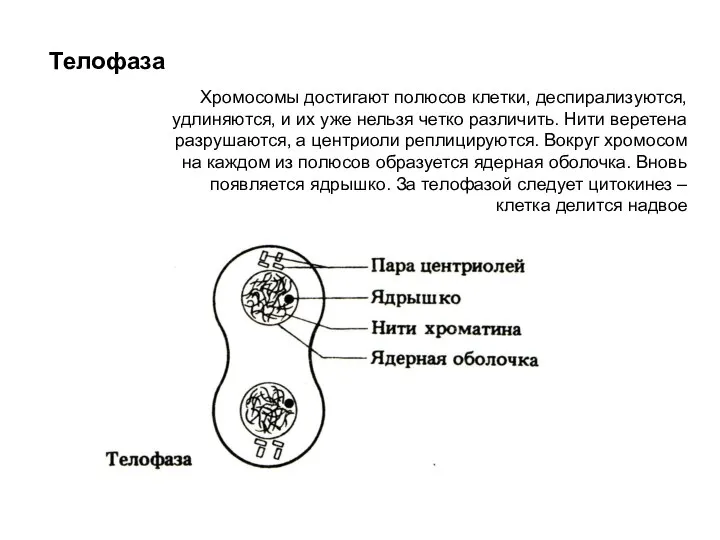 Телофаза Хромосомы достигают полюсов клетки, деспирализуются, удлиняются, и их уже нельзя четко
