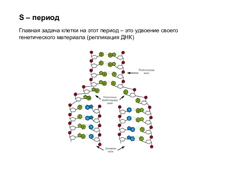 S – период Главная задача клетки на этот период – это удвоение