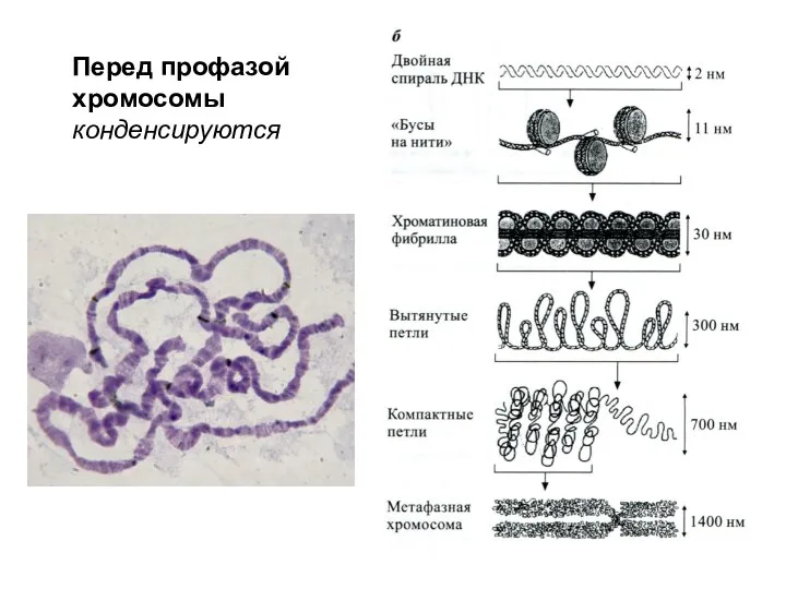 Перед профазой хромосомы конденсируются