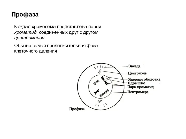 Профаза Каждая хромосома представлена парой хроматид, соединенных друг с другом центромерой Обычно