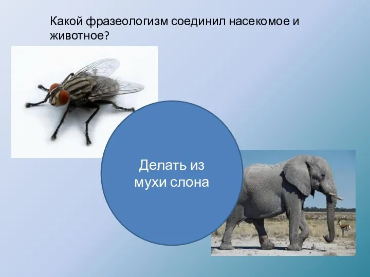 Какой фразеологизм соединил насекомое и животное? Делать из мухи слона