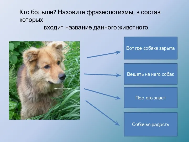 Кто больше? Назовите фразеологизмы, в состав которых входит название данного животного. Вот