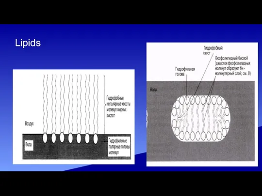 Lipids