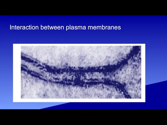 Interaction between plasma membranes
