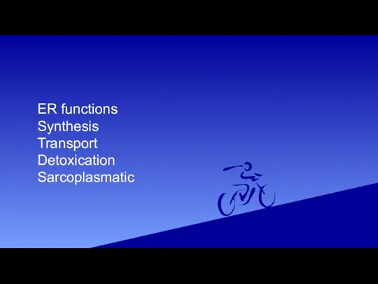 ER functions Synthesis Transport Detoxication Sarcoplasmatic