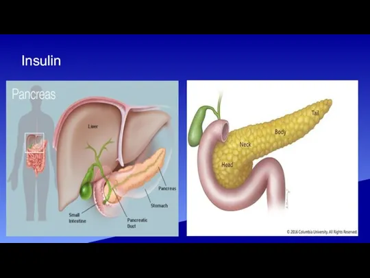 Insulin