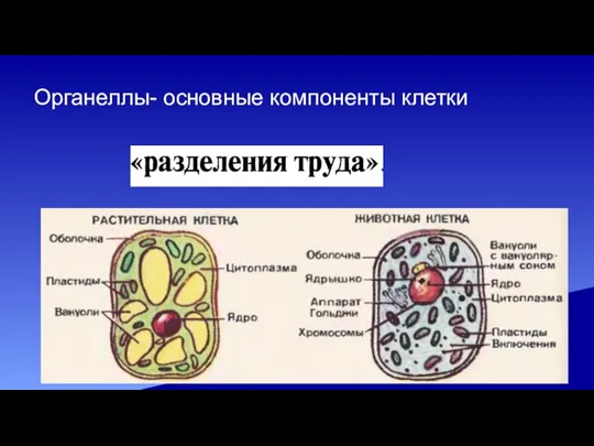 Органеллы- основные компоненты клетки