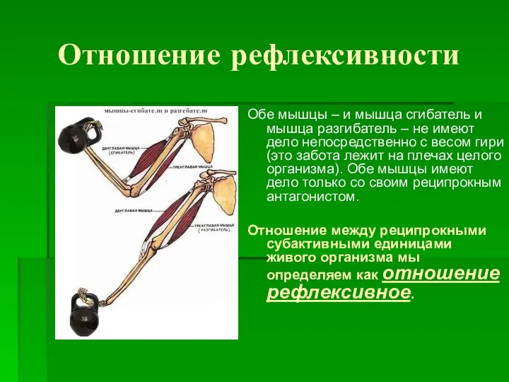 Отношение рефлексивности Обе мышцы – и мышца сгибатель и мышца разгибатель –