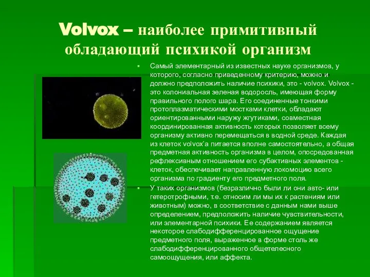 Volvox – наиболее примитивный обладающий психикой организм Самый элементарный из известных науке