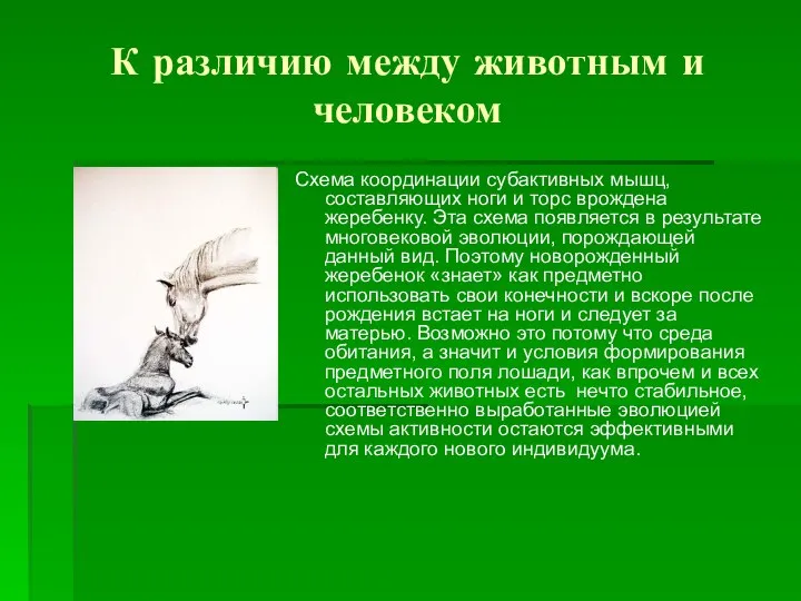 К различию между животным и человеком Схема координации субактивных мышц, составляющих ноги