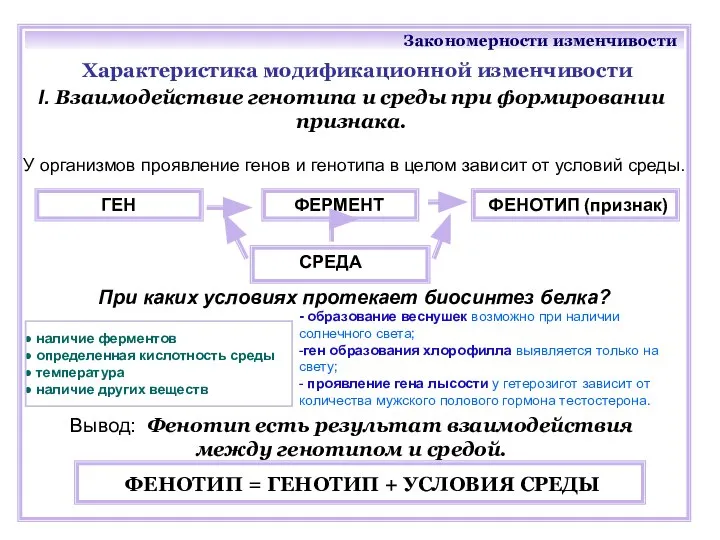 Закономерности изменчивости Характеристика модификационной изменчивости Вывод: Фенотип есть результат взаимодействия между генотипом