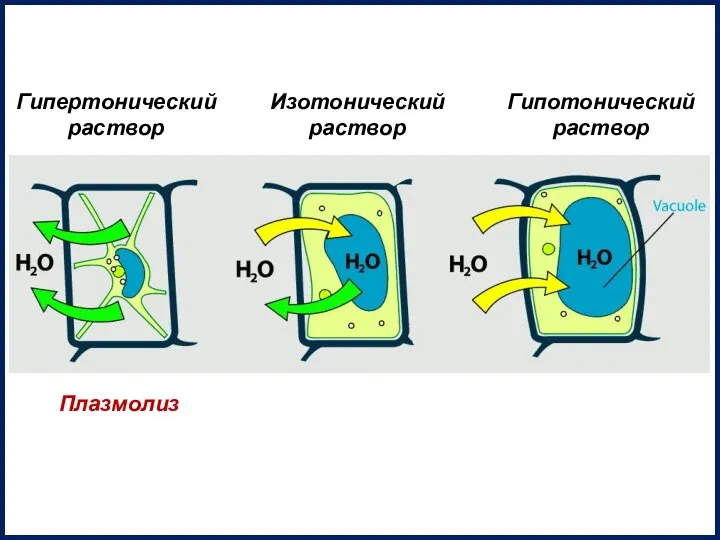 Плазмолиз Гипертонический раствор Изотонический раствор Гипотонический раствор