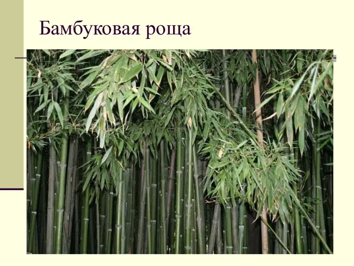 Бамбуковая роща