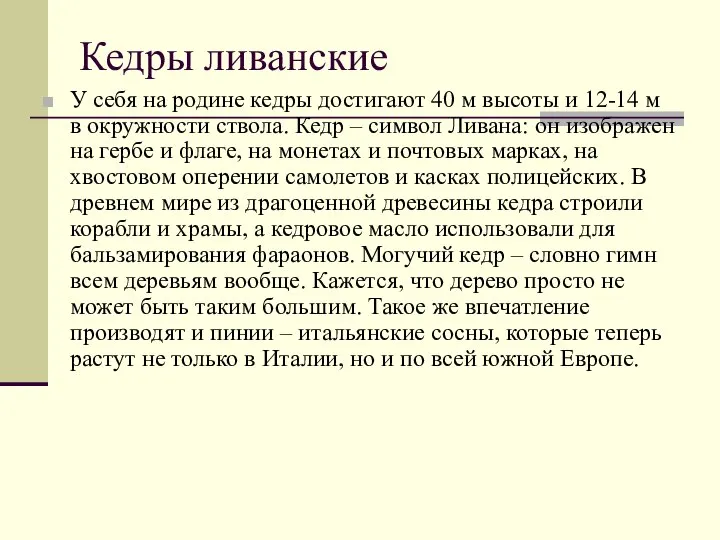 Кедры ливанские У себя на родине кедры достигают 40 м высоты и