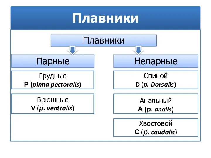 Плавники Плавники Парные Непарные Грудные Р (pinna pectoralis) Брюшные V (р. ventralis)