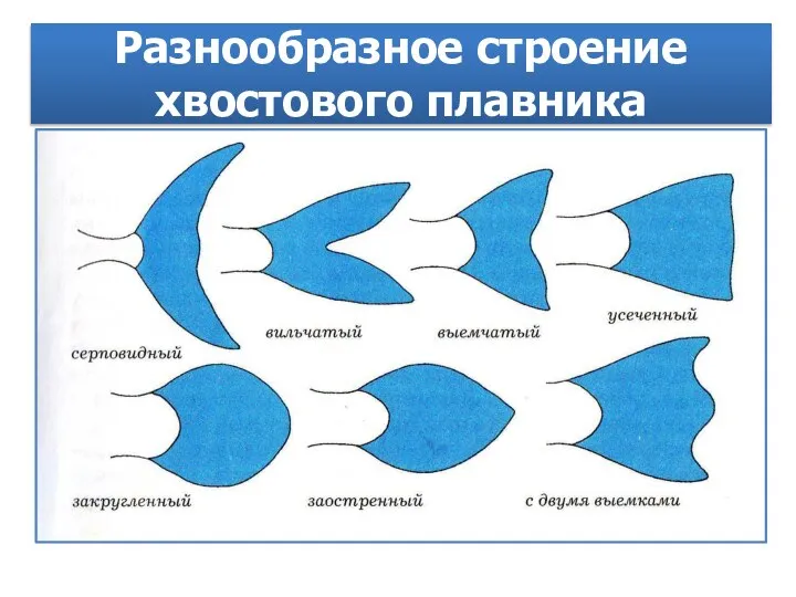 Разнообразное строение хвостового плавника