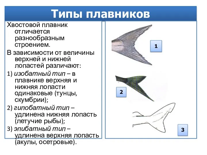 Типы плавников Хвостовой плавник отличается разнообразным строением. В зависимости от величины верхней