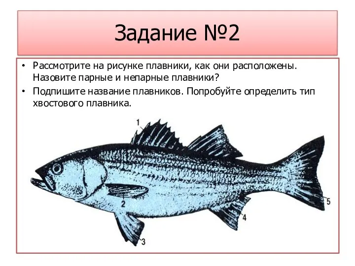 Задание №2 Рассмотрите на рисунке плавники, как они расположены. Назовите парные и