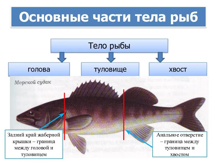 Основные части тела рыб Тело рыбы голова туловище хвост Задний край жаберной