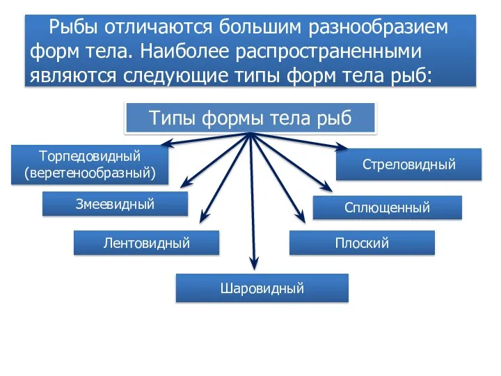 Рыбы отличаются большим разнообразием форм тела. Наиболее распространенными являются следующие типы форм