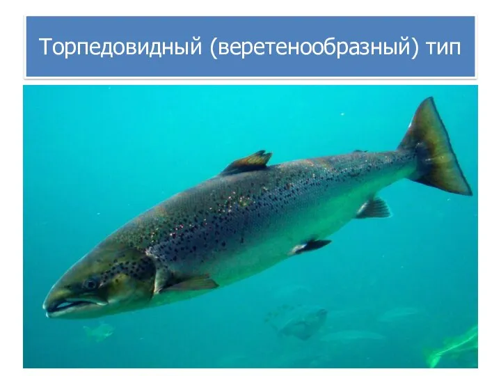 Торпедовидный (веретенообразный) тип Тело рыб похоже на торпеду или веретено, оно хорошо