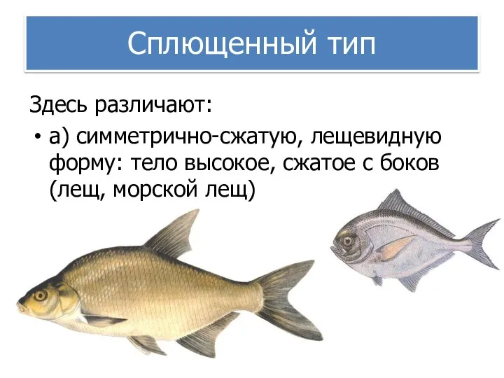 Сплющенный тип Здесь различают: а) симметрично-сжатую, лещевидную форму: тело высокое, сжатое с боков (лещ, морской лещ)