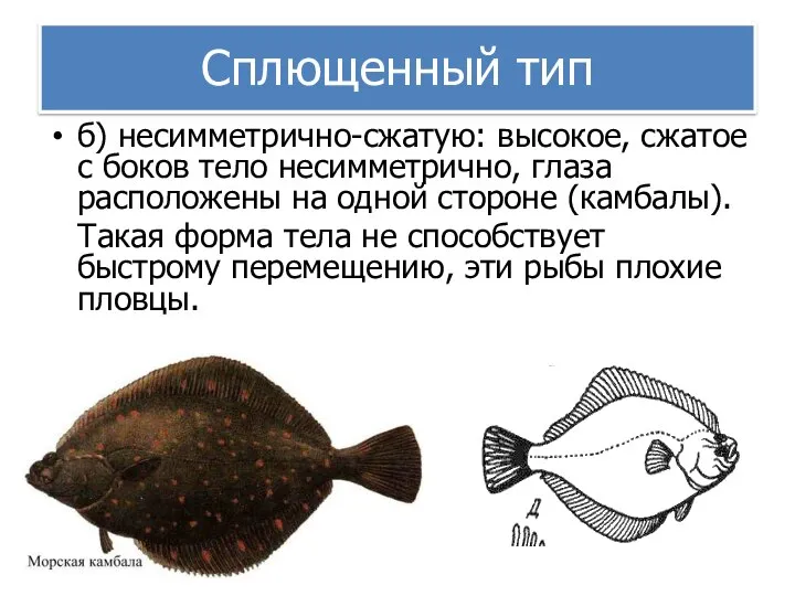 Сплющенный тип б) несимметрично-сжатую: высокое, сжатое с боков тело несимметрично, глаза расположены