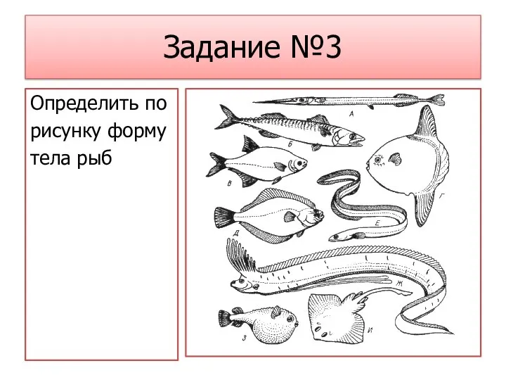 Задание №3 Определить по рисунку форму тела рыб