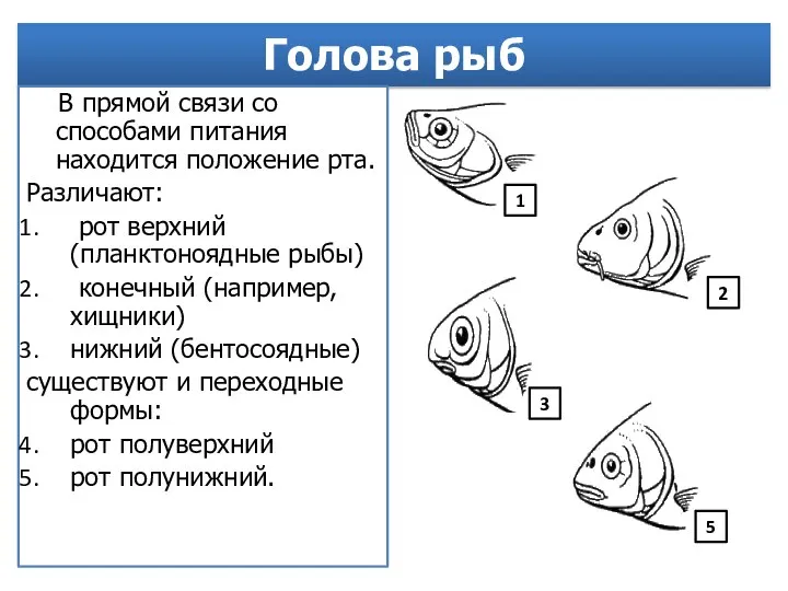 Голова рыб В прямой связи со способами питания находится положение рта. Различают: