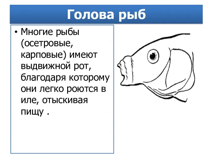 Голова рыб Многие рыбы (осетровые, карповые) имеют выдвижной рот, благодаря которому они