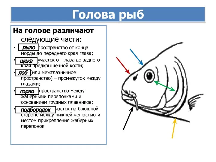 Голова рыб На голове различают следующие части: рыло – пространство от конца