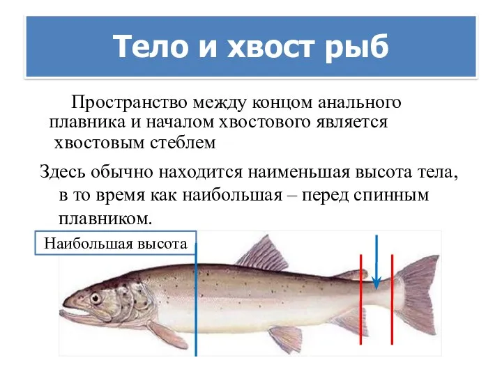 Тело и хвост рыб Пространство между концом анального плавника и началом хвостового
